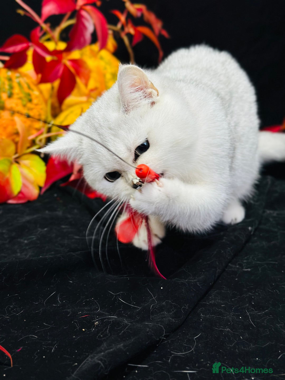 British Shorthair cats for sale: Tica British short hair kittens  - Image 16