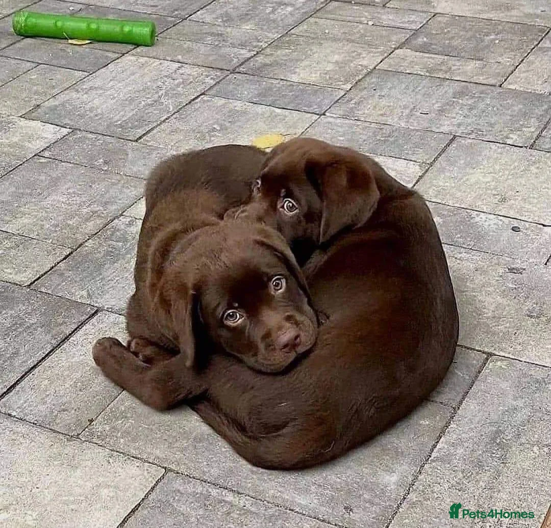 Labrador Retriever dogs for sale: STUNNING HEALTH CHECKED CHOCOLATE PUPPIES in Oldham - Advert 2