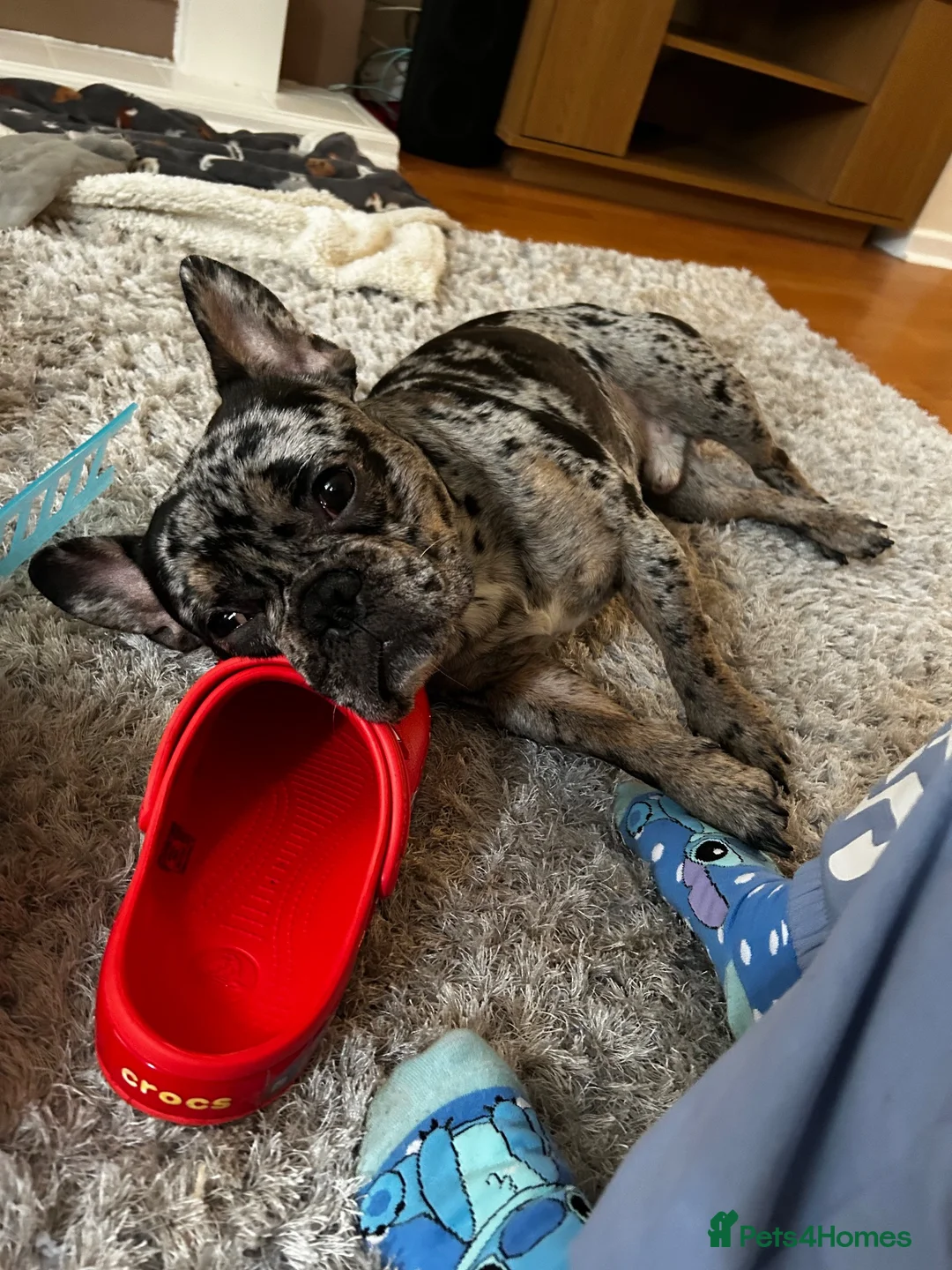 French Bulldog dogs for sale: Axel French bulldog in Chatteris - Advert 2