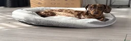 Miniature Dachshund dogs for sale: Beautiful mini dachshund  in Sandy - Advert 3