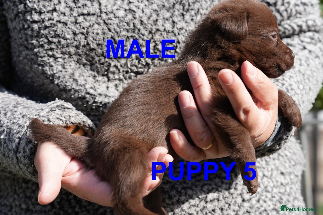 Labrador Retriever dogs for sale: Labrador retrievers chocolate and black KC reg - Image 10