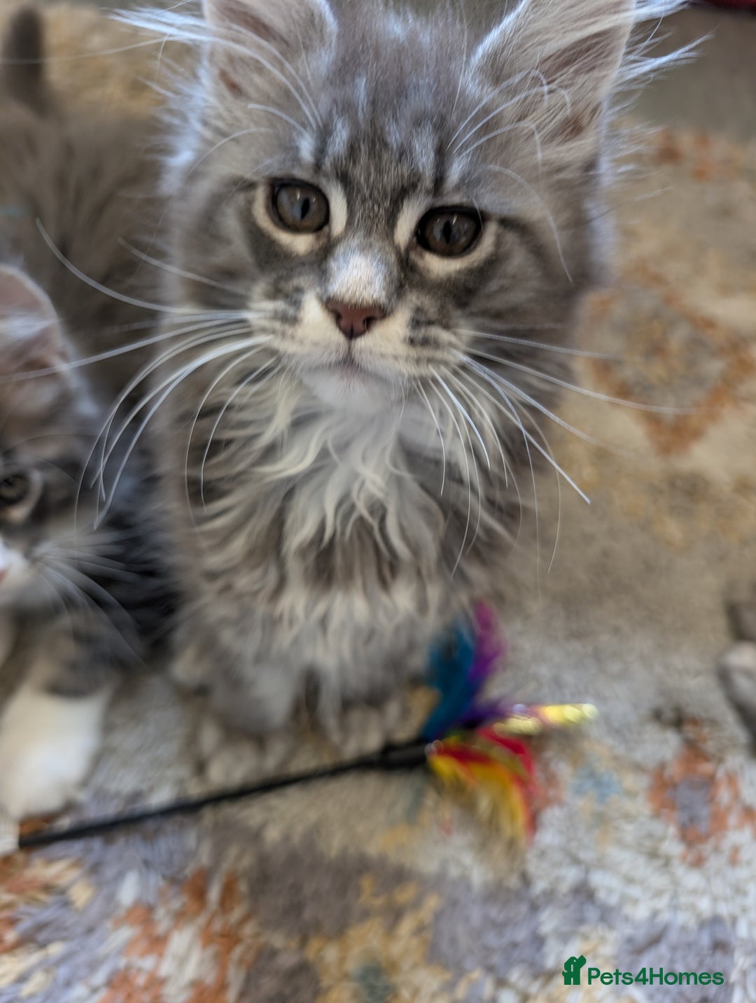 Maine Coon cats for sale: Maine Coon Kittens GCCF - Image 29