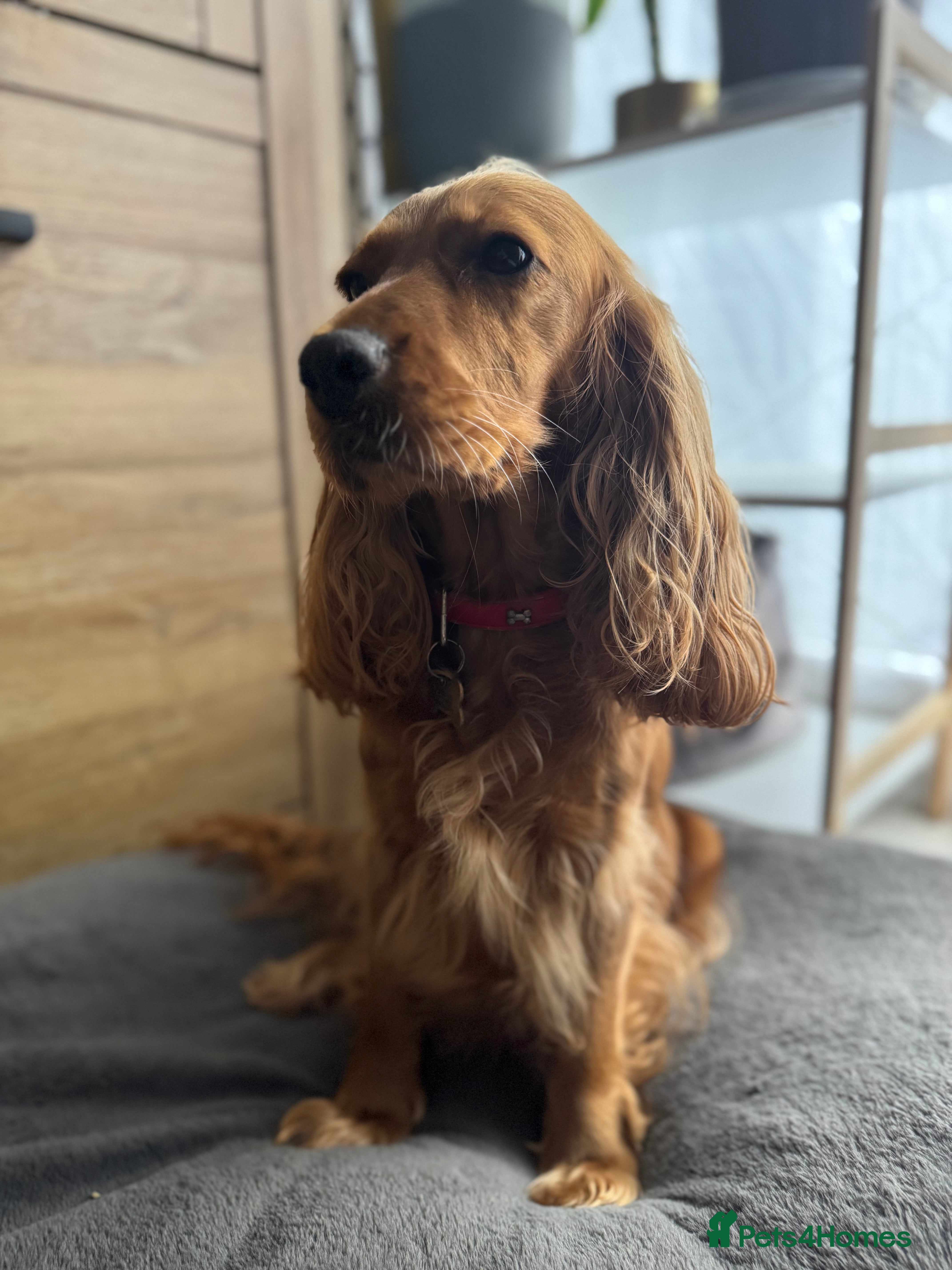 Cocker Spaniel dogs Show type cocker spaniel  - Advert 1