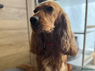 Cocker Spaniel dogs Show type cocker spaniel - Advert 2