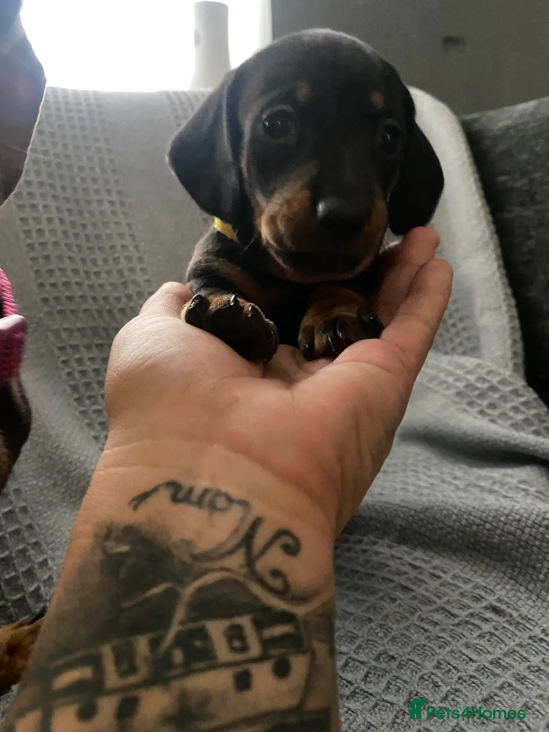 Miniature Dachshund dogs for sale: Beautiful Black and Tan miniature dachshund  - Advert 1