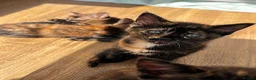 Mixed Breed cats for sale: 7 kittens  in Tiverton - Advert 4