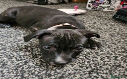 Staffordshire Bull Terrier dogs for sale: Full Staffordshire Bull Terrior puppies for sale - Image 27