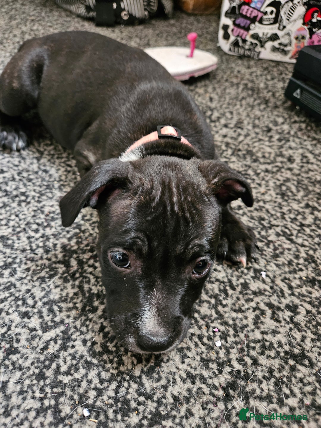 Staffordshire Bull Terrier dogs for sale: Full Staffordshire Bull Terrior puppies for sale - Image 27