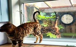Bengal cats for stud: Rehoming 🔥 Clouded Bengal Stud TICA Amazing🔥 in Durham - Image 2
