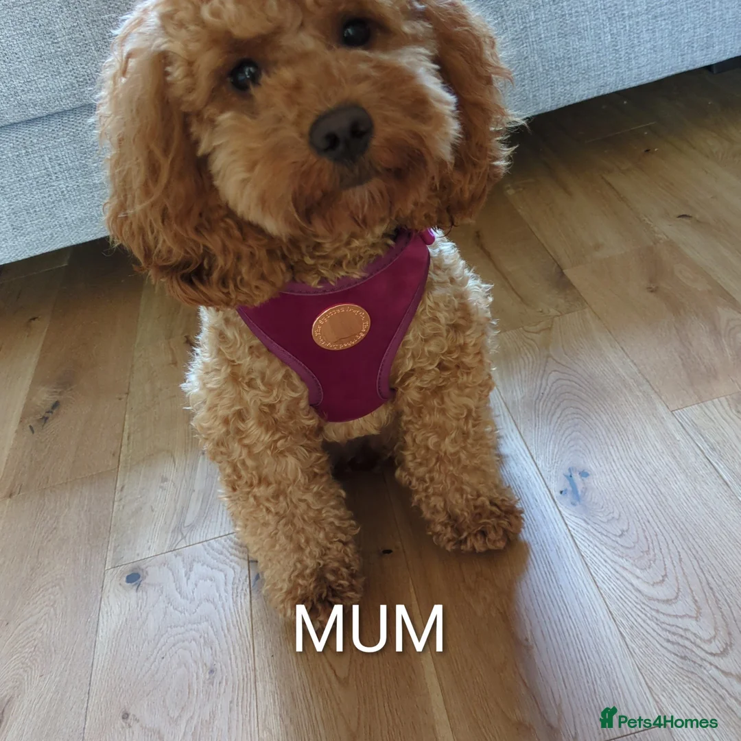 Cockapoo dogs for sale: Cockapoo  in Alloa - Advert 1