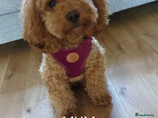 Cockapoo dogs Cockapoo - Advert 10