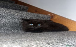 York Chocolate cats for sale: Kitten for sale  - Image 3