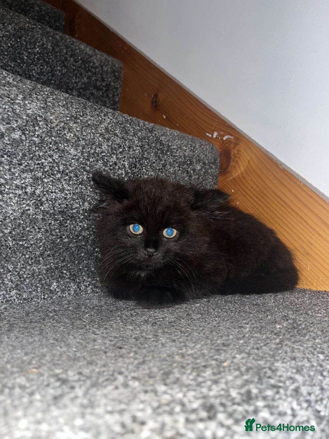 York Chocolate cats for sale: Kitten for sale  - Image 3