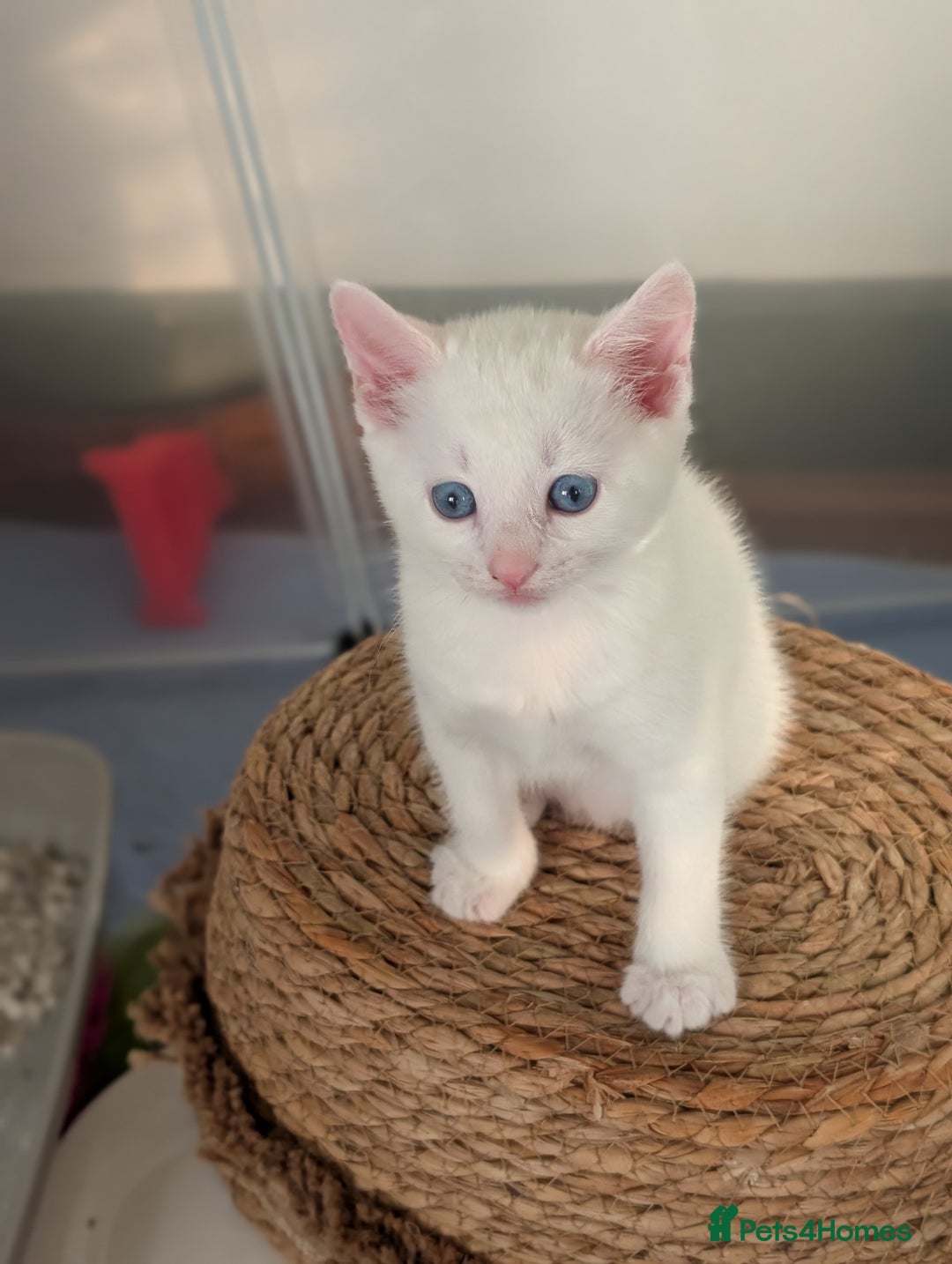 Domestic Shorthair cats for sale: Beautiful litter of kittens 2 male one female  - Image 1