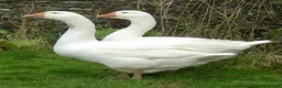 Sheep livestock for sale: Ebmden goslings  - Advert 2