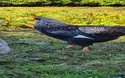 Chickens poultry for sale: 1 Male Double silver laced Barnevelder  - Image 2