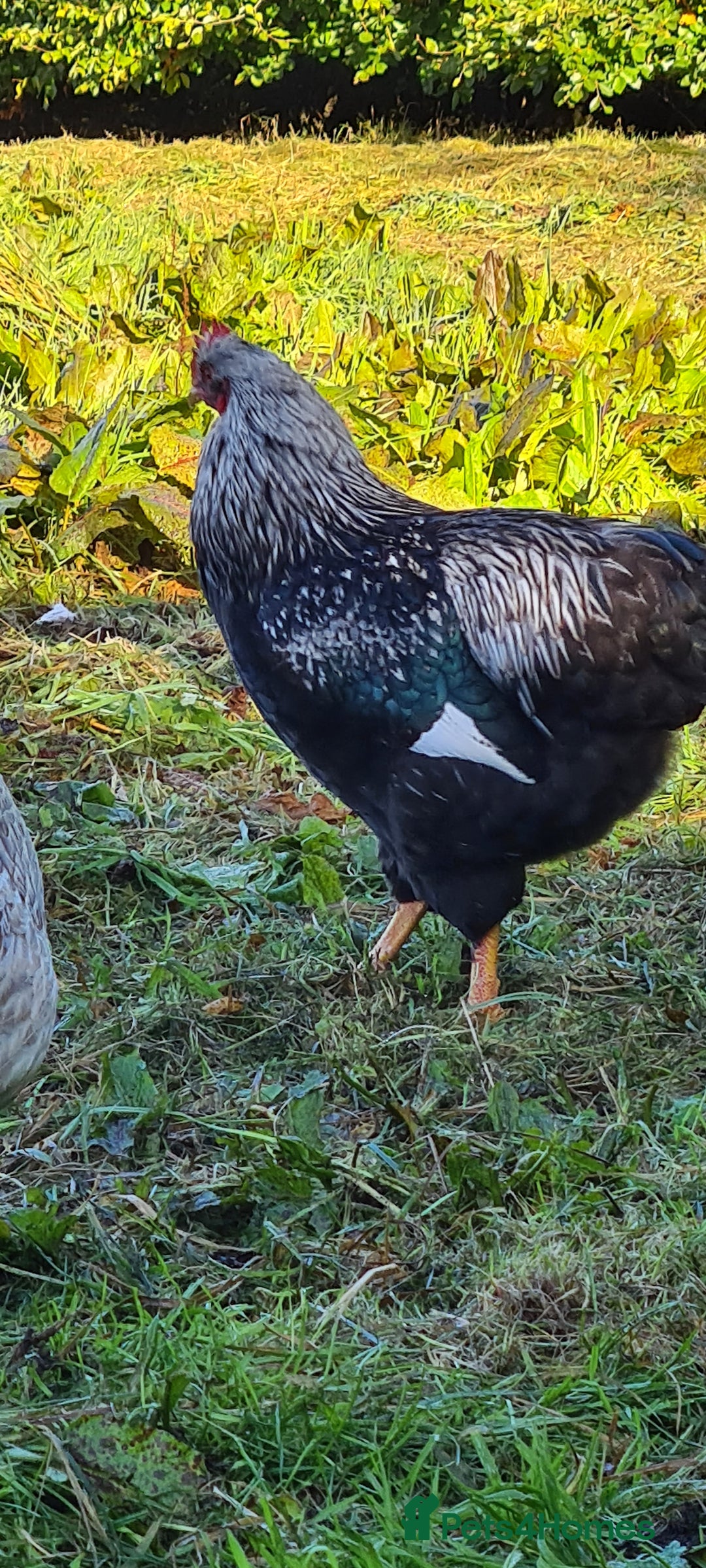 Chickens poultry for sale: 1 Male Double silver laced Barnevelder  - Image 2