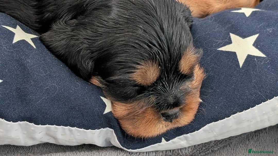 Cavalier King Charles Spaniel dogs for sale: Cavalier King Charles Spaniels beautiful pups - Image 5
