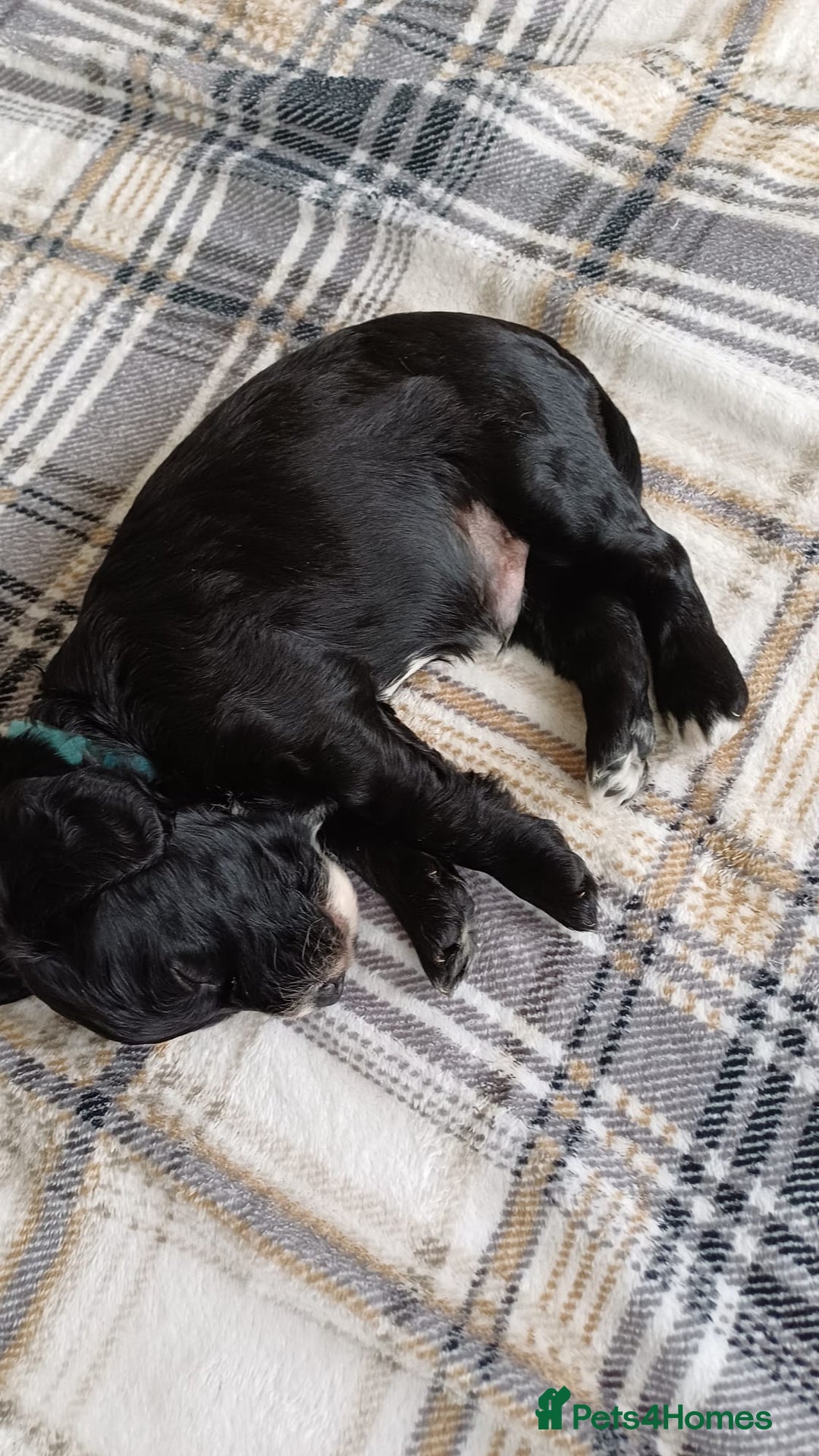 Cockapoo dogs for sale: Beautiful Cockapoo boys - Image 11