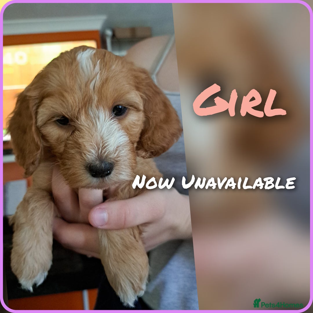 Cockapoo dogs for sale: F2 cockapoo puppies  - Image 29