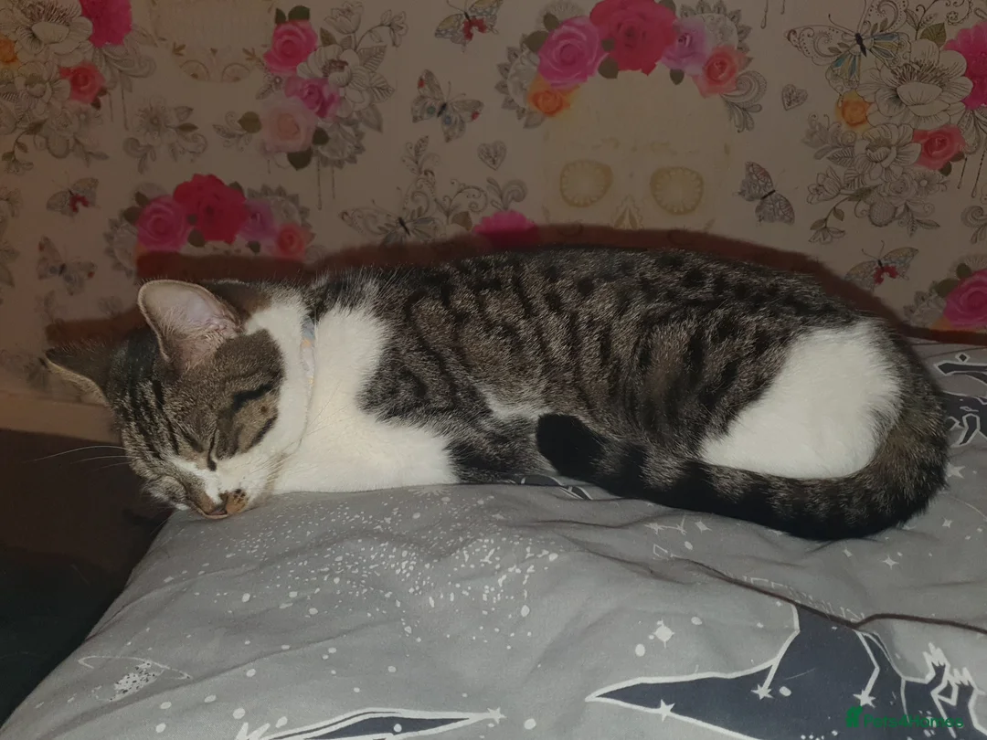 British Shorthair cats for sale: British shorthair cat in Birmingham - Advert 19