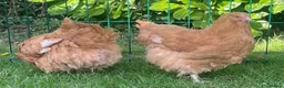 Chickens poultry for sale: Buff Orpington  - Advert 1