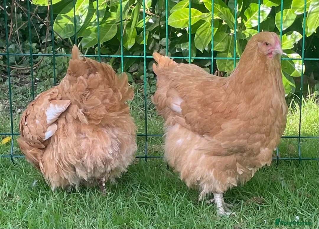 Chickens poultry for sale: Buff Orpington  - Advert 1