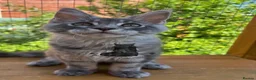 Maine Coon cats for sale: Male Maine Coon lovely blue silver tabby  - Advert 3