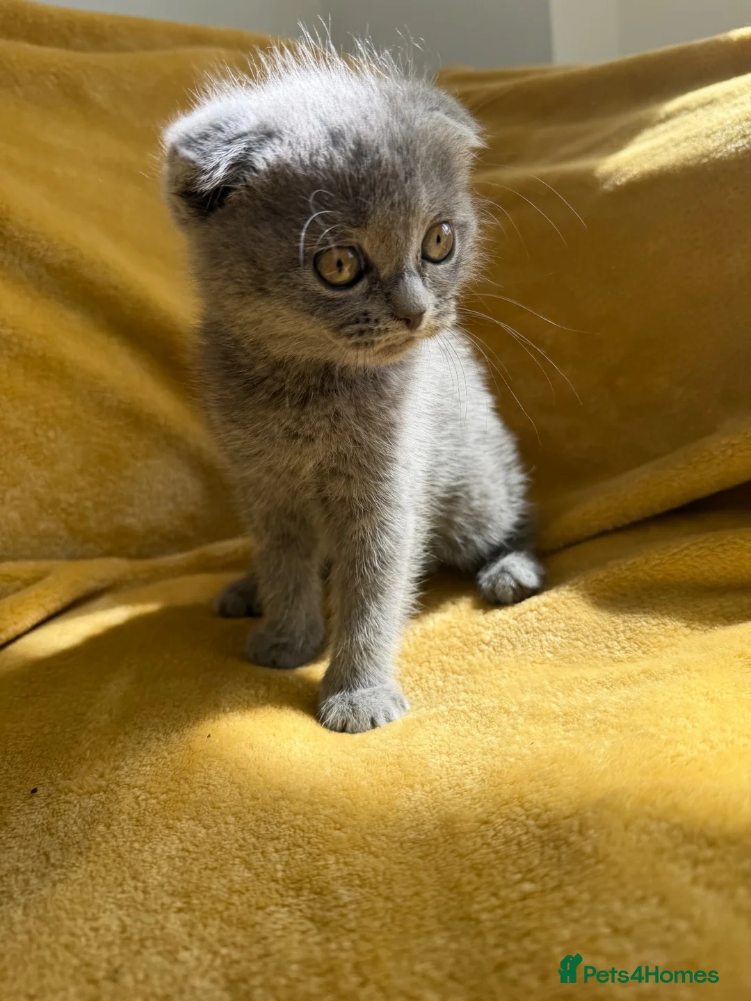 Ragdoll cats for sale: Ragdoll/scottish fold - Advert 2