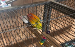 Lovebirds birds for sale: Love birds with cage  - Image 3