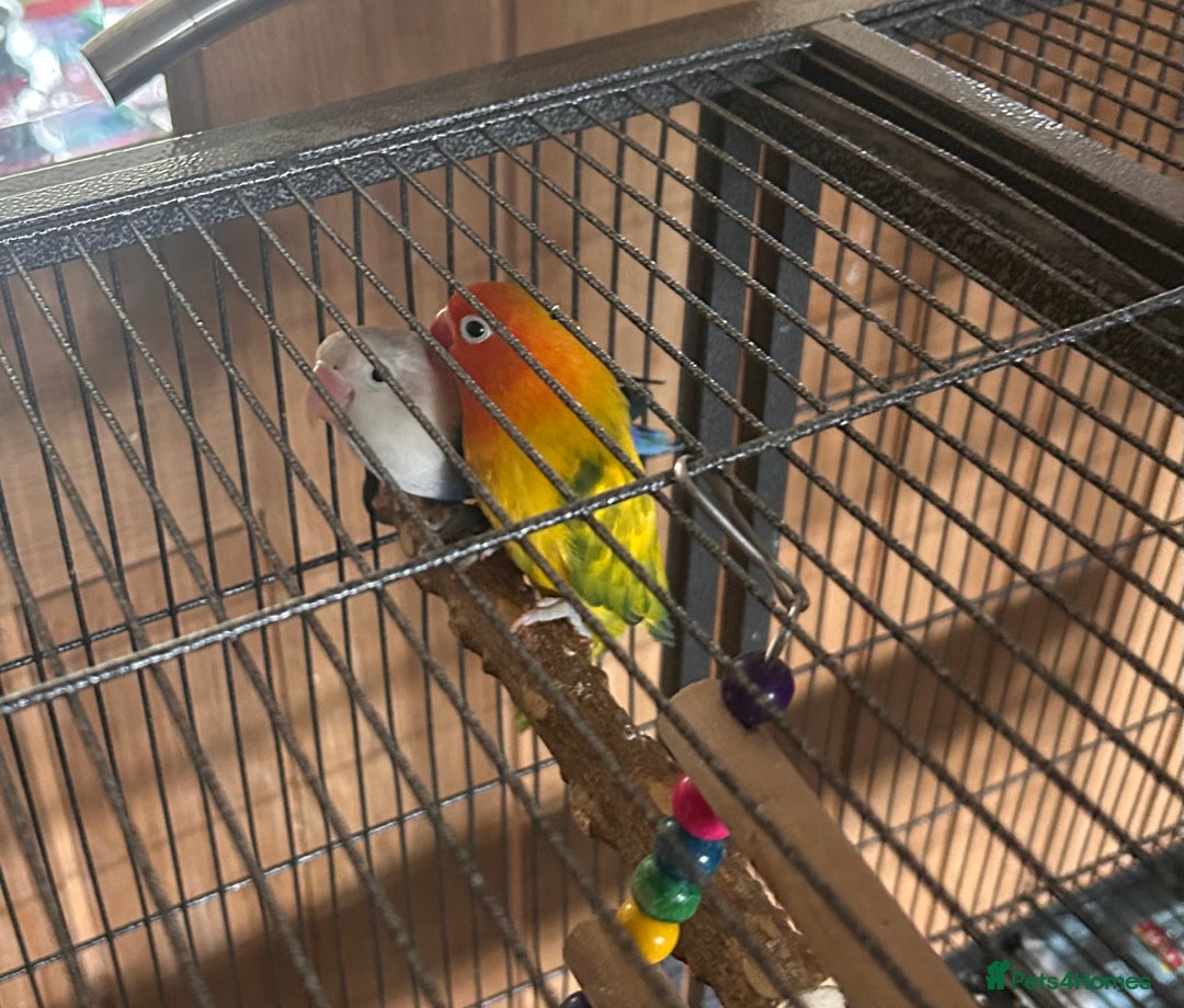 Lovebirds birds for sale: Love birds with cage  - Image 3