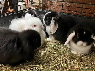 Mini Lop rabbits Fabulous Super Friendly Mini Lops - Advert 2