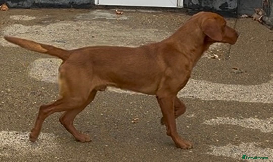 Labrador Retriever dogs for sale: Golden and Fox Red Labrador Retriever puppies - Image 4
