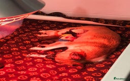 Pomchi dogs for sale: 🐾POMCHI PUPPIES🐾 - Image 5