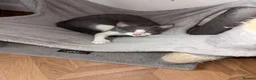 Domestic Shorthair cats for sale: Russian Blue x Domestic Shorthair Kittens - Advert 6