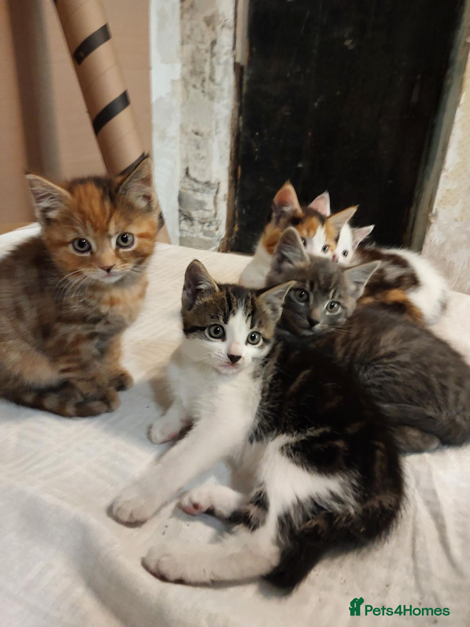 Mixed Breed cats Kittens - Advert 4
