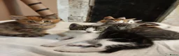 Mixed Breed cats for sale: Kittens - Advert 1