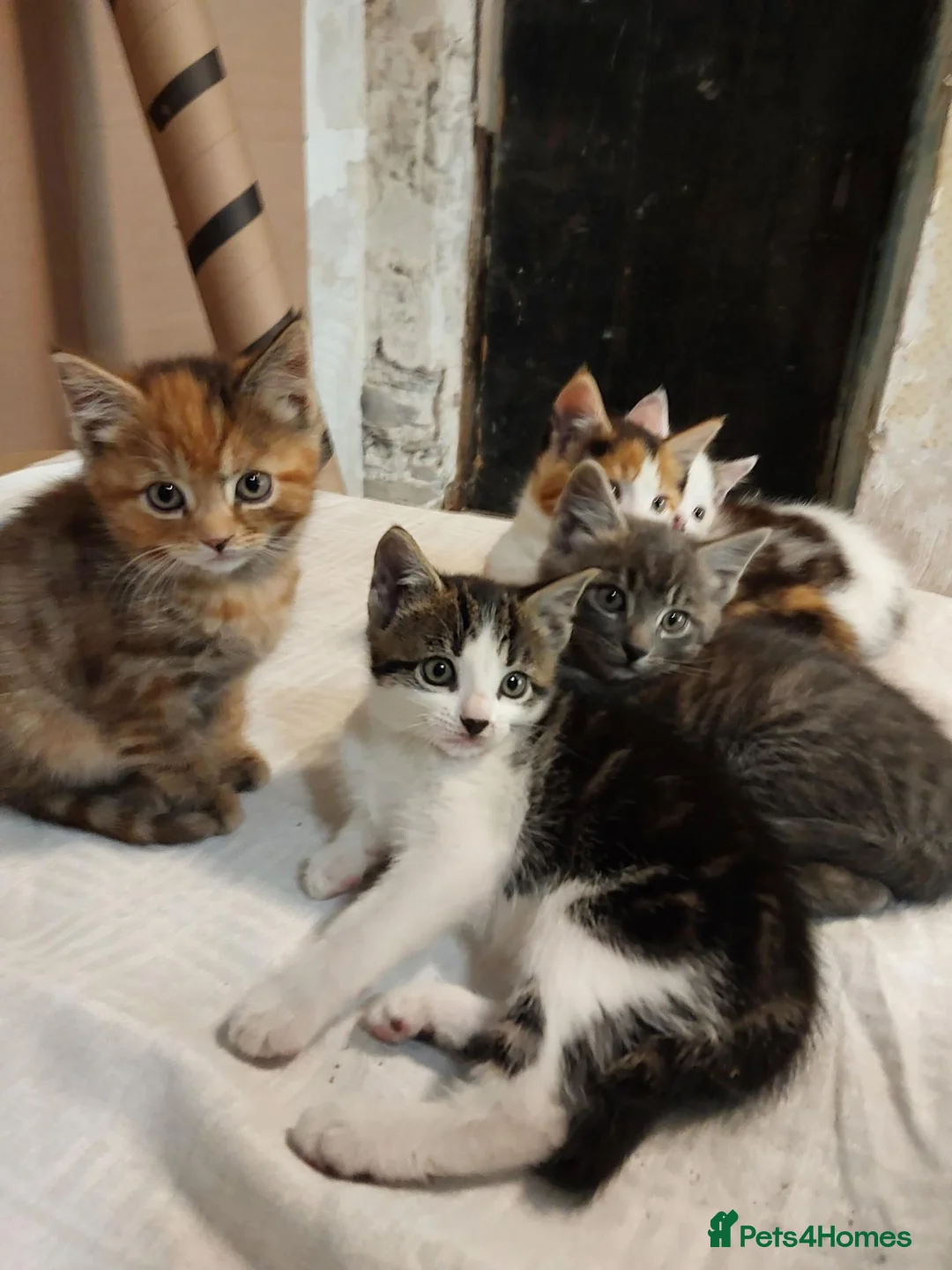 Mixed Breed cats for sale: Kittens - Advert 1