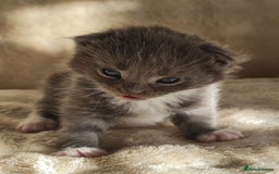 Maine Coon cats for sale: MAINE COONE KITTENS POLYDACTYL&NON POLYDACTYL   - Advert 19