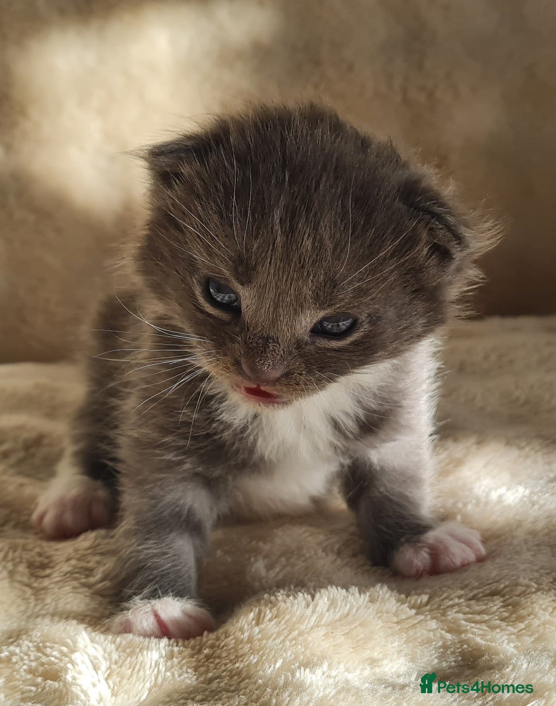 Maine Coon cats for sale: MAINE COONE KITTENS POLYDACTYL&NON POLYDACTYL   - Advert 19