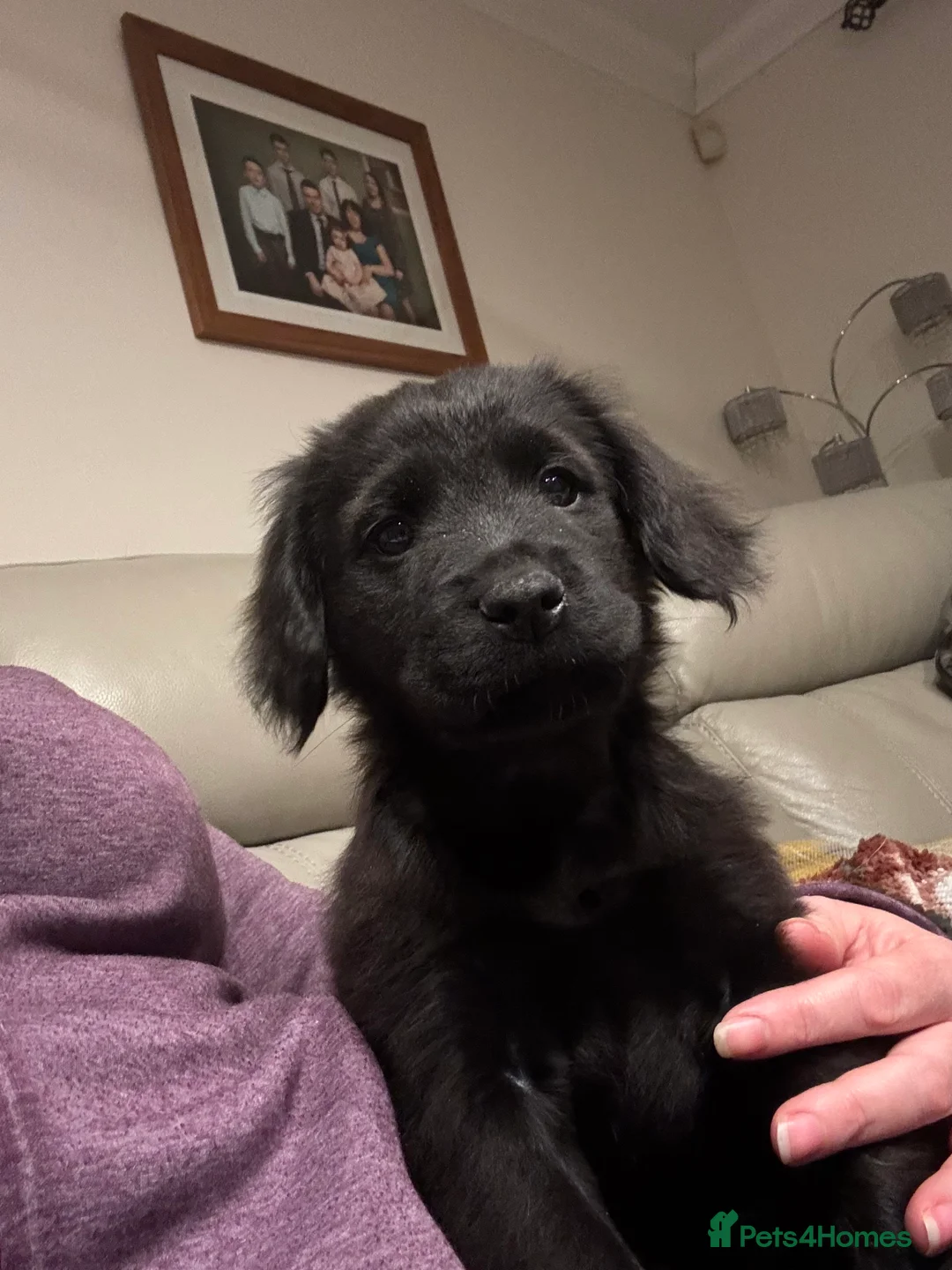 Mixed Breed dogs for sale: Cocker Spaniel cross Chow Chow puppies - Advert 7