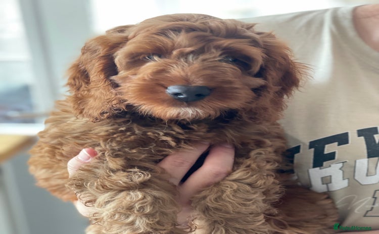 Cockapoo dogs - Advert 16