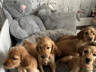 Mixed Breed dogs Irish Setter cross Afghan Hound(LAST 4 BOYS) - Advert 4