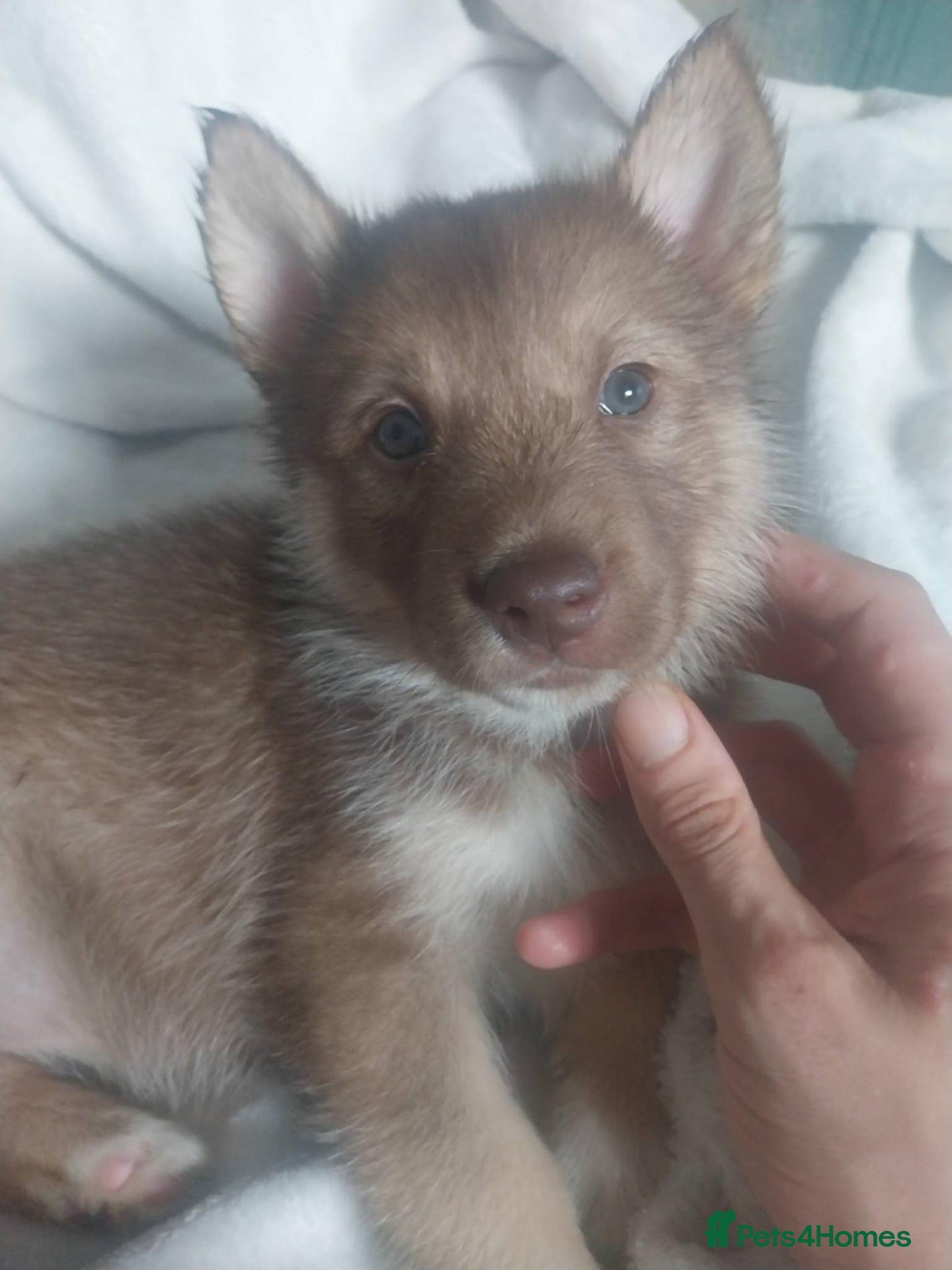 Mixed Breed dogs 🐶🐶2 shollie husky puppies🐶🐶 - Advert 12