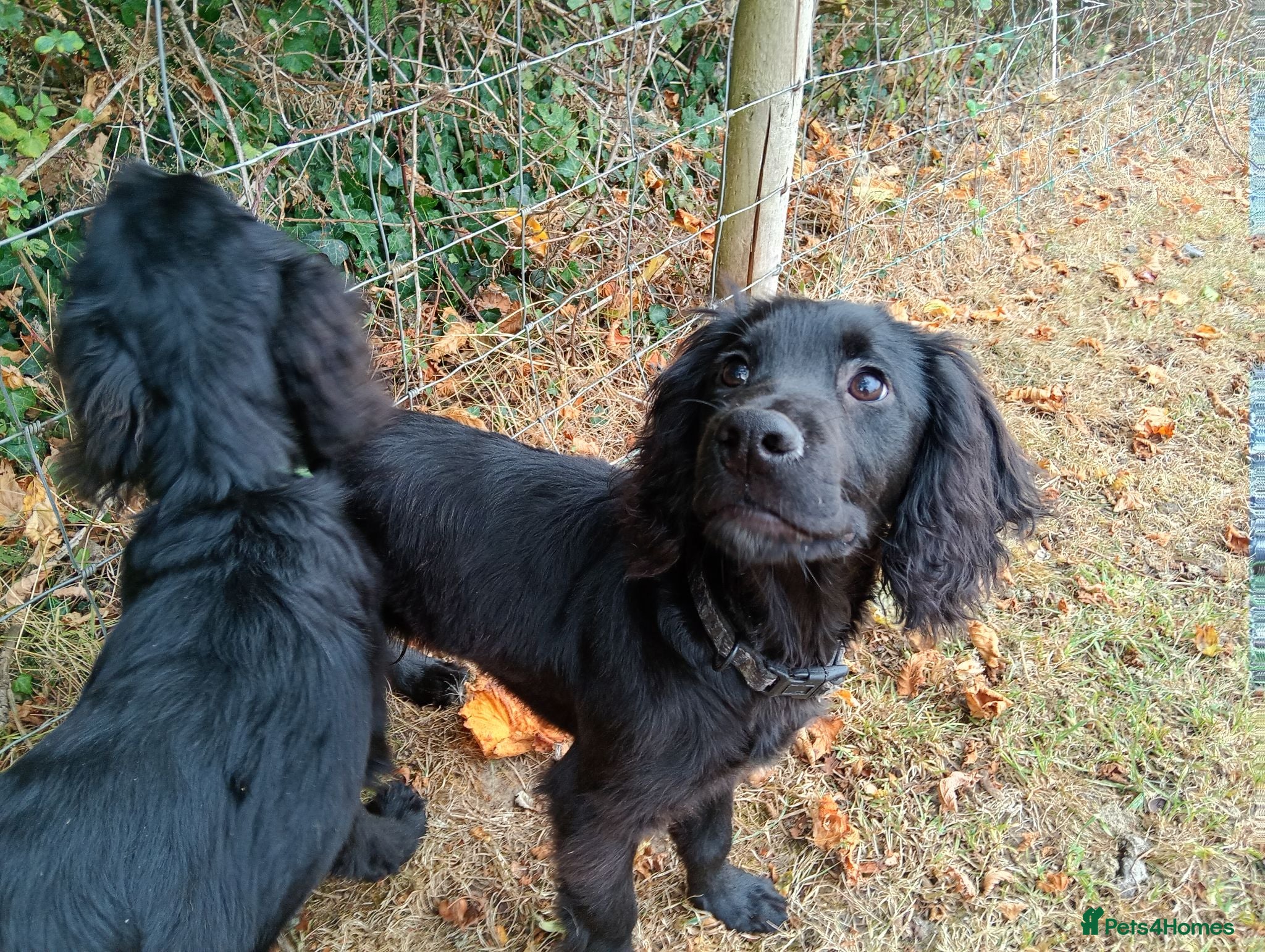 Mixed Breed dogs  cocker, flat coat X mix puppies  - Advert 21
