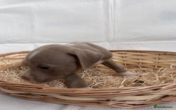 American Bully dogs for sale:  Medium Bully Puppies–XL are banned, these are NOT - Image 20