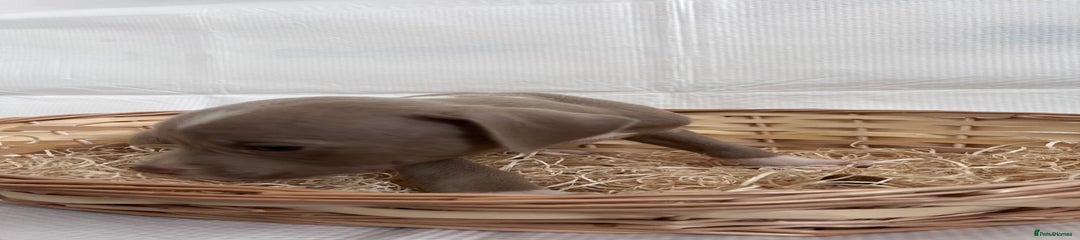 American Bully Puppy 12