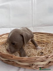 American Bully Puppy 12