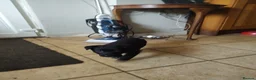 Mixed Breed dogs for sale: German Shepherd - Collie puppies = Shollies - Advert 15