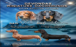 Miniature Dachshund dogs for sale: Kc reg mini smooths  - Image 2